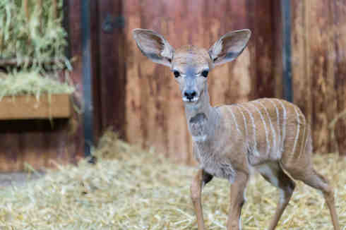 bale, kudu, onana